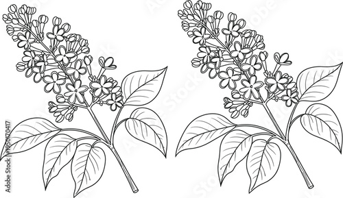 Two elegant blooming lilac branches with leaves in black and white sketch style