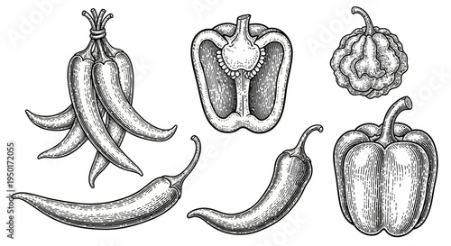 Collection of various peppers including chili and bell peppers in a detailed black and white illustration style, perfect for culinary and gastronomic themes