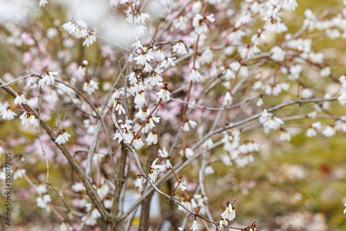 white flowers on a tree