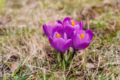 Purple Crocus Flowers Blooming in Spring Grass