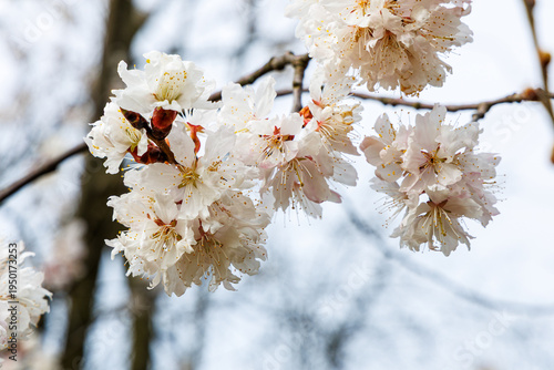 White Cherry Blossom Flowers on Branch