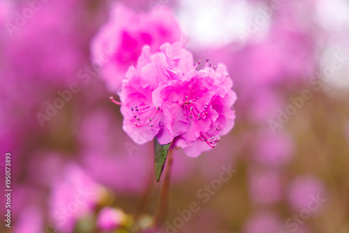 Pink Azalea Blossom Close-Up in Spring Garden
