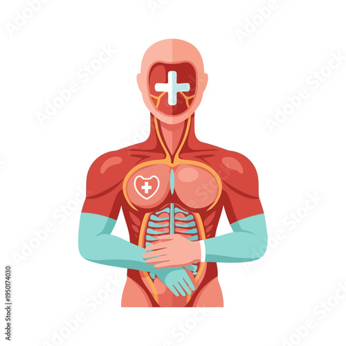 Human Anatomy Medical Health Care Cross Symbol Body Organs Muscles Illustration