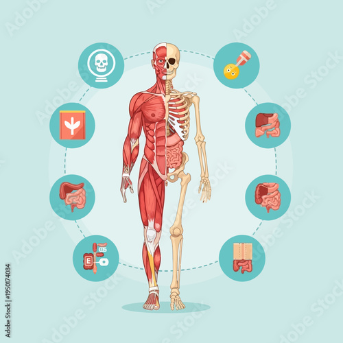 Human Anatomy: Muscular and Skeletal Systems with Internal Organs and Medical Icons
