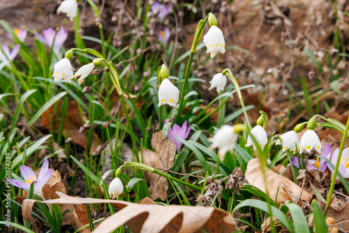 White Snowdrop Flowers Blooming in Early Spring