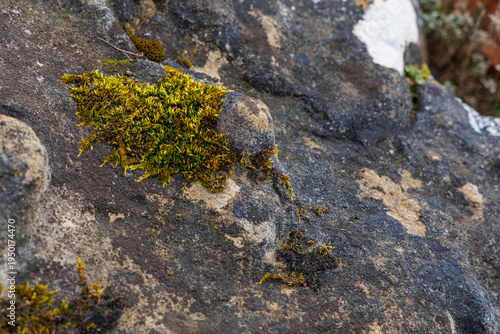 Green Moss Growing on Natural Rock Surface