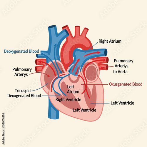 Human Heart Anatomy Diagram: Blood Flow, Chambers, and Vessels