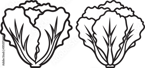 Lettuce Icons: Fresh Leafy Vegetable Outline Vector with White Background with Food Ingredient with Food Service