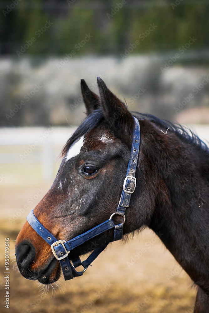 Obraz premium Young horse standing in profile during a winter day