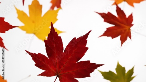 Autumn Maple Leaves Falling Slowly Against White Background, Close Up