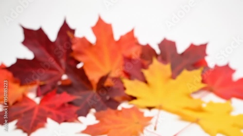 Pile of Colorful Autumn Maple Leaves in Various Shades of Red, Orange, and Yellow