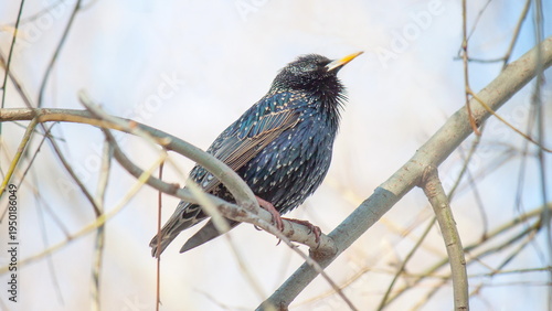 Fotografie blue winged blackbird