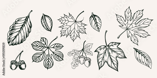 A collection of hand drawn autumn leaves and acorns in black ink