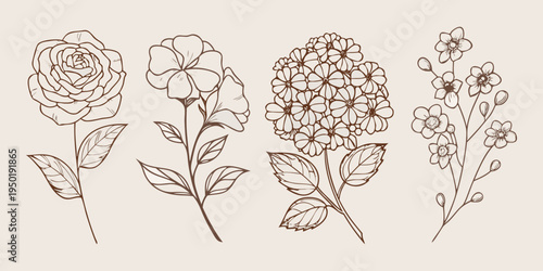 Botanical illustration featuring four different flower arrangements in sketch style