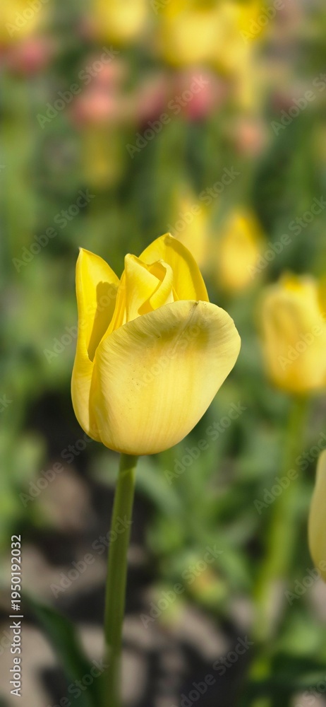 Obraz premium yellow tulips