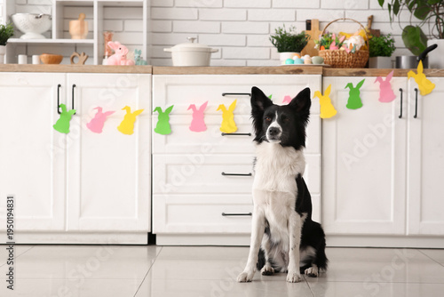 Cute Border Collie dog sitt...