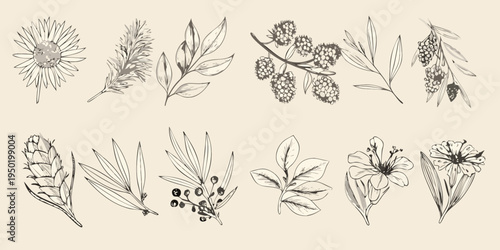 Botanical sketches of various wildflowers leaves and berry branches