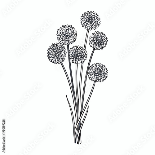 Delicate illustration of allium flowers with slender stems and rounded blooms