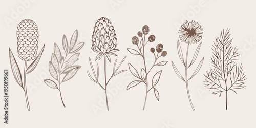 Vintage botanical illustration featuring various wildflowers and delicate foliage