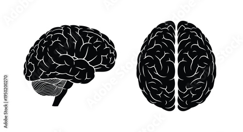 Detailed human brain illustration with side and front views silhouette