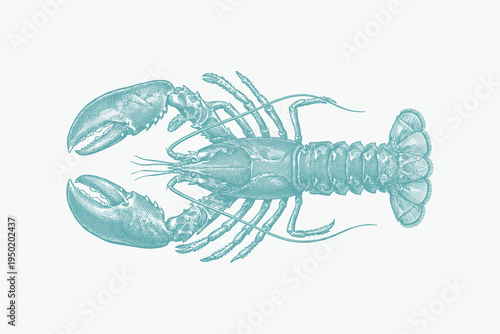 A detailed vintage-style engraving of a lobster in teal blue, isolated on a neutral background. Ideal for nautical designs, seafood menus, and restaurant branding.