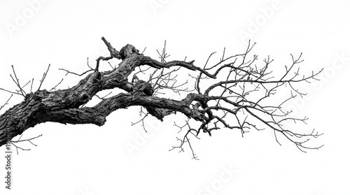 Minimalist Black and White Image of a Leafless Tree Branch with Dramatic Composition