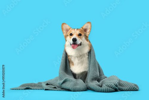 Cute Corgi dog with knitted...