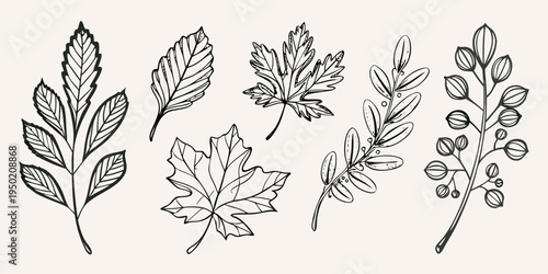 Collection of detailed botanical line drawings featuring various leaf shapes