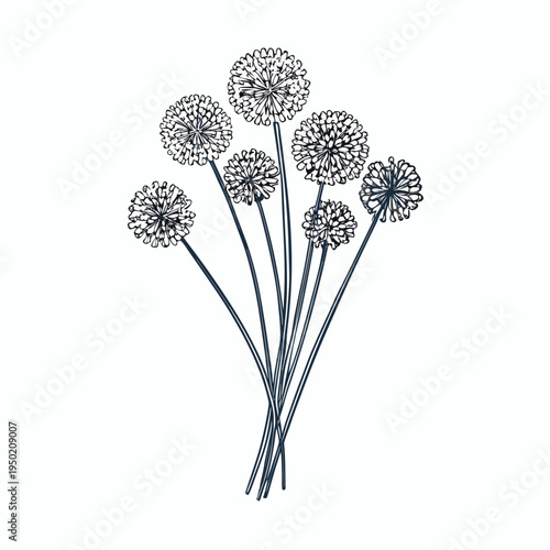 Delicate sketch of allium flowers with slender stems on a white background