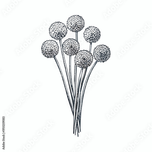A detailed botanical illustration of several allium flower heads