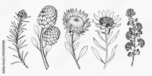 Detailed botanical illustration of protea flowers and foliage in monochrome