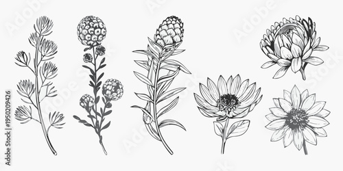 Detailed botanical illustration of protea and leucospermum flower stems