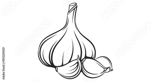 Illustration of a garlic bulb with cloves.