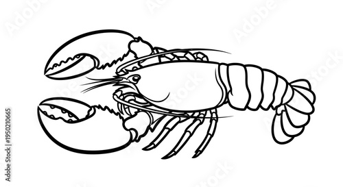 Illustration of a single lobster with large claws.