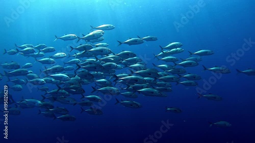 Big school of goatfish at the tropical coral reef 