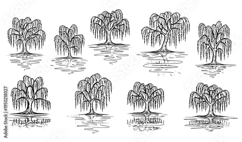 Hand drawn weeping willow trees with lake water reflections botanical landscape sketch vector illustration isolated on white background