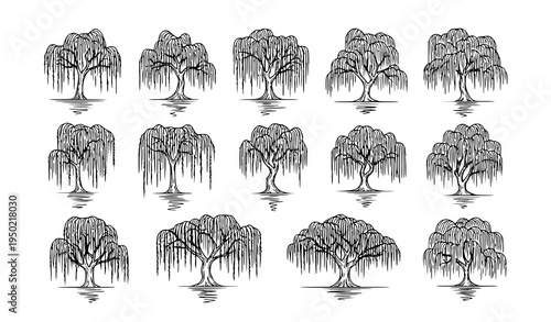 Weeping willow tree outline icon set with hanging branches and water reflection botanical landscape vector illustration isolated on white background