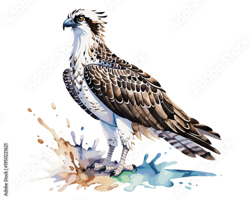 Watercolor illustration of an osprey bird standing with brown and white feathers above colorful paint splash