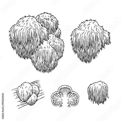Vintage Lion's Mane Mushroom Botanical Illustration, Hericium Erinaceus Etching Set, Hand-Drawn Fungus Vector for Supplement Packaging and Logo Design
