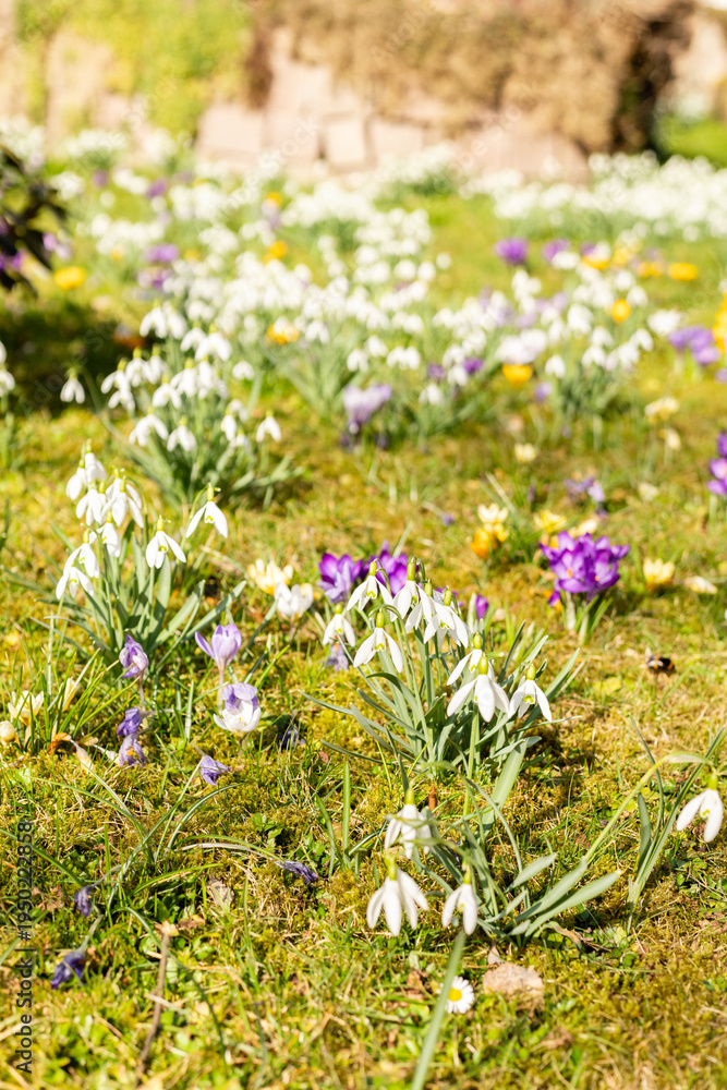 Fototapeta premium A garden is filled with blooming flowers such as snowdrops and crocuses. The plants grow close to each other in patches of various colors under bright sunlight in springtime