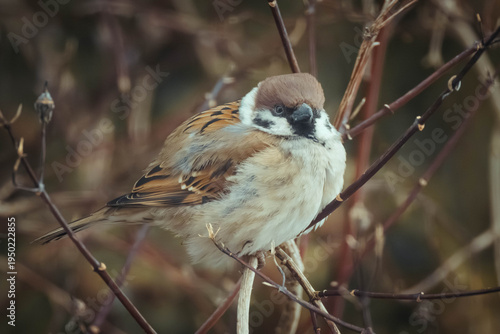 sparrow on a branch