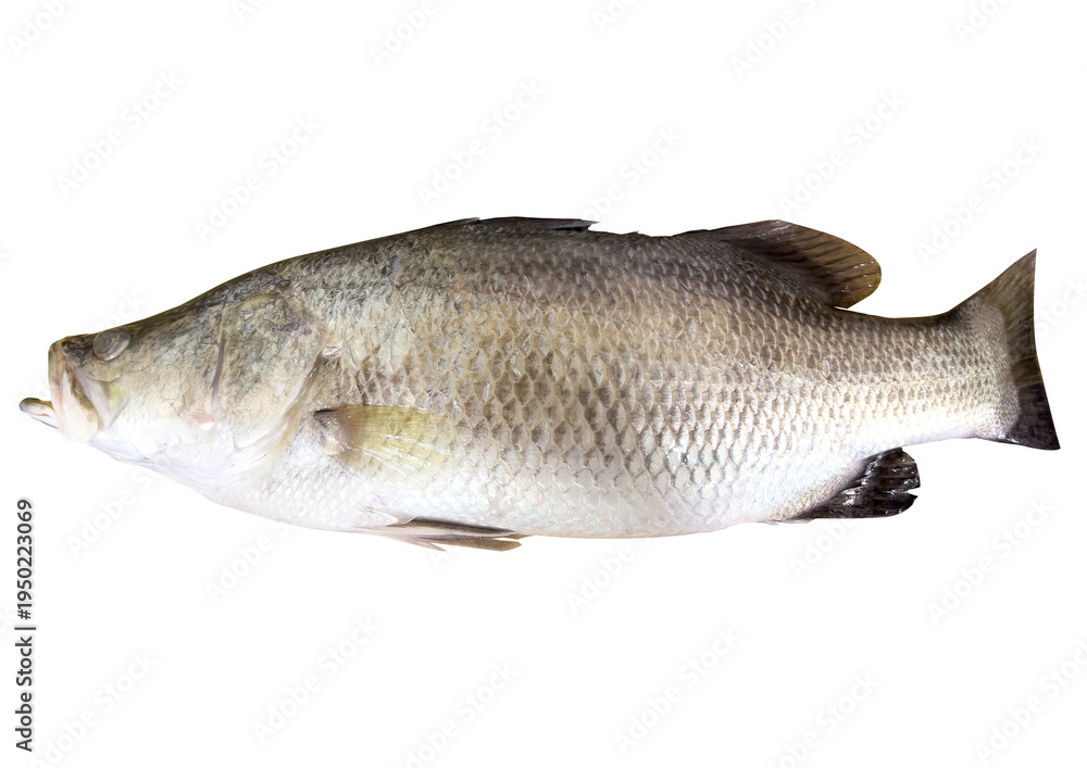Obraz premium Fresh whole Asian sea bass (white sea bass) prepared for cooking, isolated on transparent background, PNG file