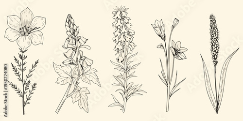 Vintage botanical illustration featuring various wildflowers and plant stalks