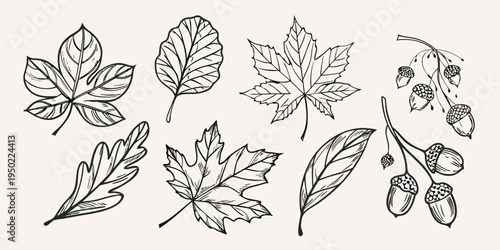 Detailed botanical illustration of various leaves and acorns in sketch style