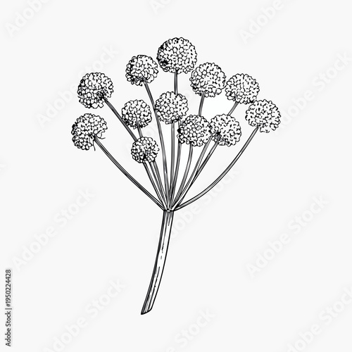 Detailed botanical sketch of allium flowers on slender stems