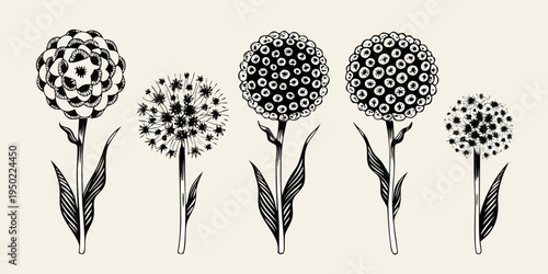 Floral botanical illustration of dandelion seed heads and blossoming flowers
