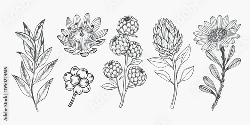 Vintage botanical illustration of protea flowers and foliage