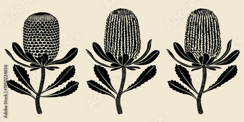 Three banksia flowers illustrated in a vintage botanical style