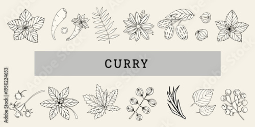 Botanical illustration of curry leaves and various spice plant elements