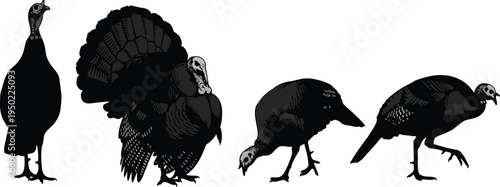 Black silhouette icons of turkeys standing, walking, pecking, and displaying tail feathers